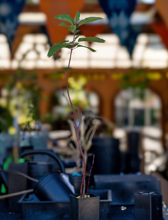 Redstem Dogwood (Cronus sericea)