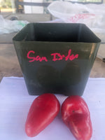 San Isidor Red Rocoto Pepper