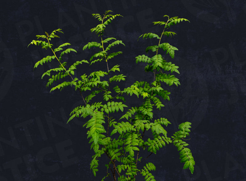 Load image into Gallery viewer, Sansho - Japanese Pepper (seedling) (Zanthoxylum piperitum)
