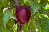 Santa Rosa Plum