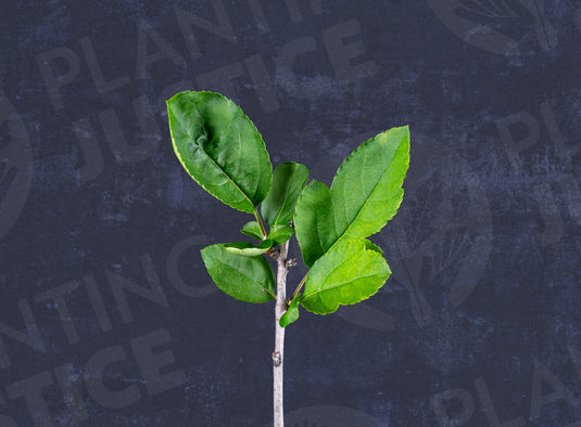 Sargent Roselow crabapple Seedlings
