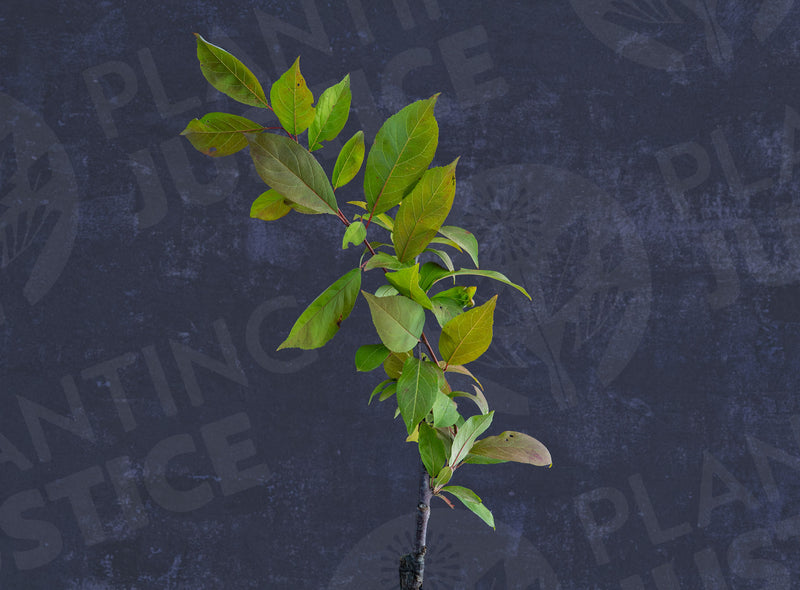 Load image into Gallery viewer, Satsuma Plum
