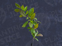Satsuma Plum