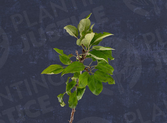 Sentinel Scarlet™ Columnar Apple