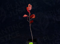 Schubert Chokecherry (Prunus virginiana”Schubert”)