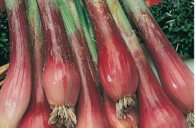 7 year red toga perennial scallion (rare)