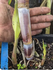 Load image into Gallery viewer, Purple Ribbon Sugarcane
