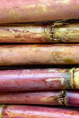Arcadia Tall Red Sugarcane