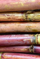 Arcadia Tall Red Sugarcane