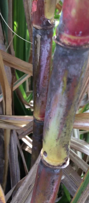 Point of Java (POJ) Sugarcane