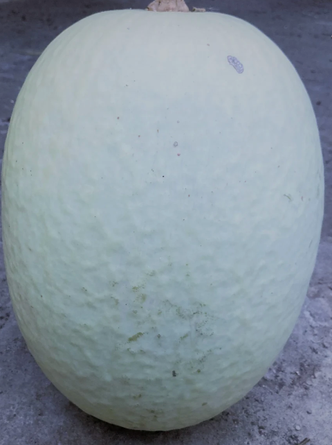 White Chilecayote (rare perennial squash)