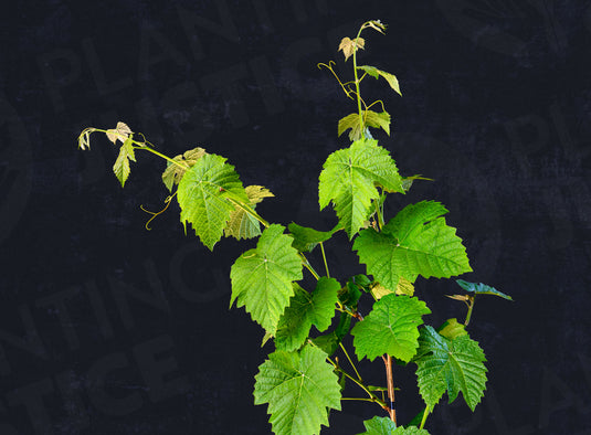 Seedless Blue Muscat Grape