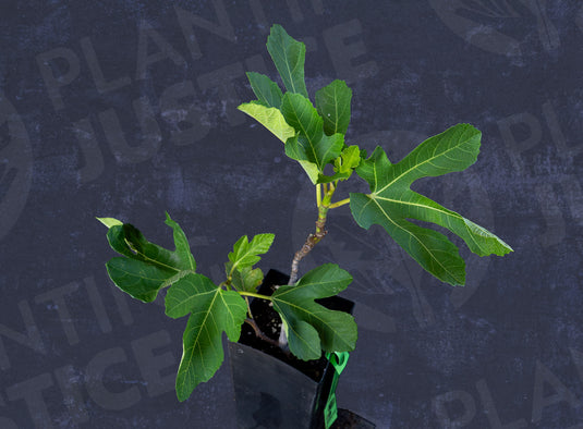 Shafter Fig