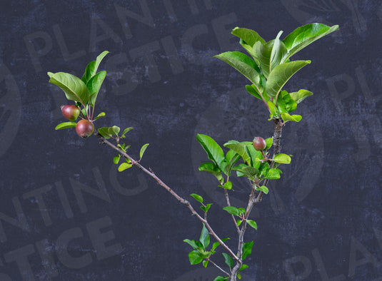 Sheepnose Apple