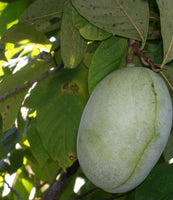 Tallahatchie Pawpaw