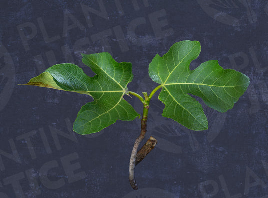 Shenshare Fig