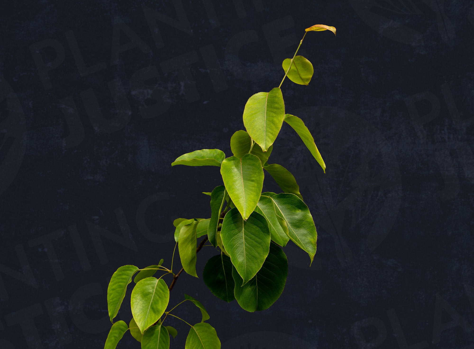 Shin Li Asian Pear – Planting Justice