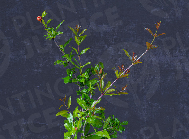 Load image into Gallery viewer, Cutting Wood of Pomegranate - Sirenevyi

