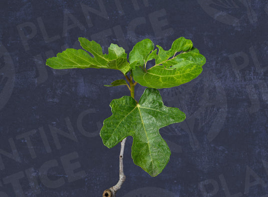 Siyah Orak Fig