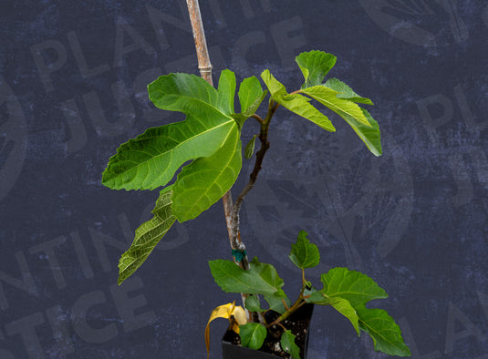 Skoura Vavatsika Fig