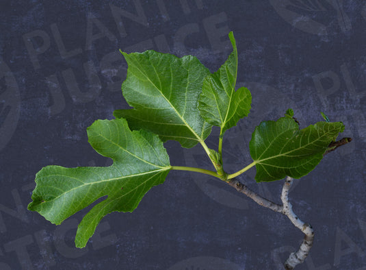 Smith Fig
