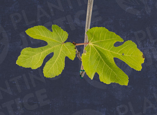 Sobon Blue-Green Fig