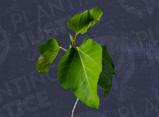 Sofeno Escuro Fig