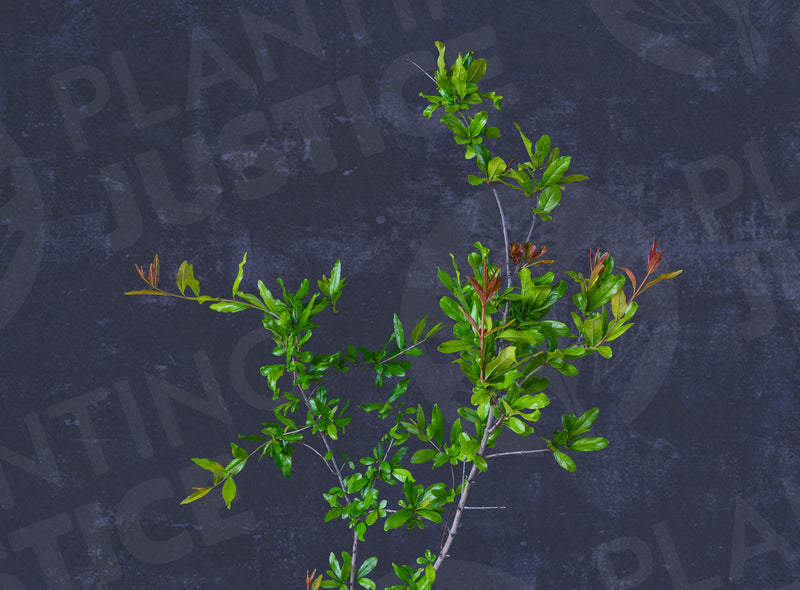 Load image into Gallery viewer, Cutting Wood of Pomegranate - Sogdiana
