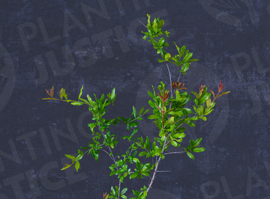 Cutting Wood of Pomegranate - Sogdiana