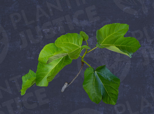 Spinello Fig