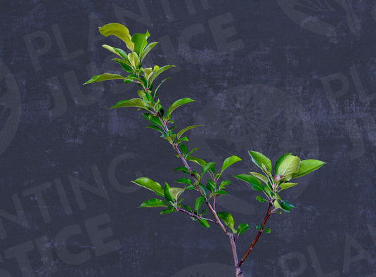Spy Gold Apple
