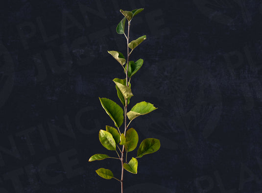 Winesap (Stayman) Apple