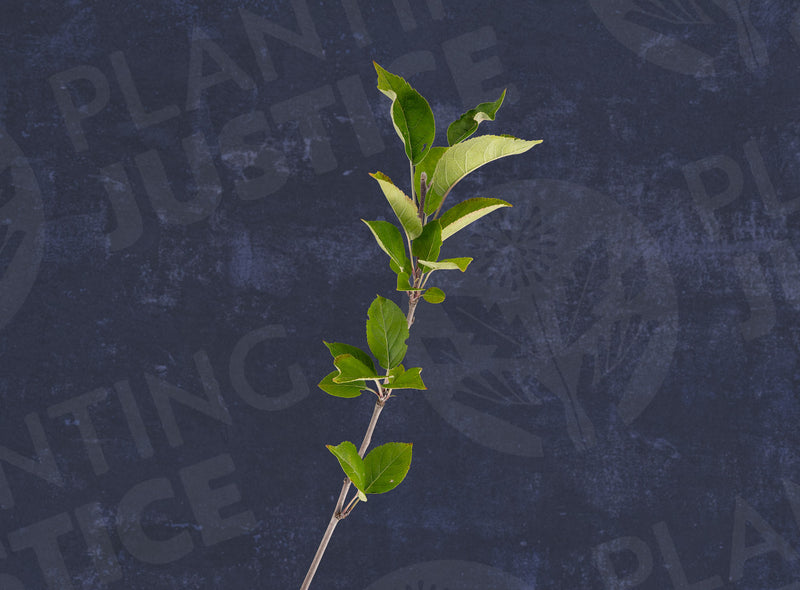 Load image into Gallery viewer, Winesap Apple
