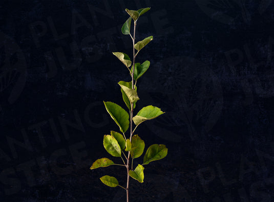 Winesap (Stayman) Apple