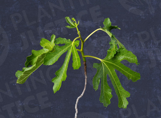 Stella (Cordi) Fig