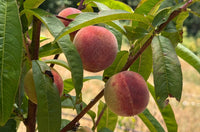Strawberry Free Peach
