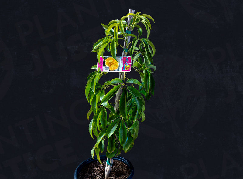 Load image into Gallery viewer, Suebelle White Sapote
