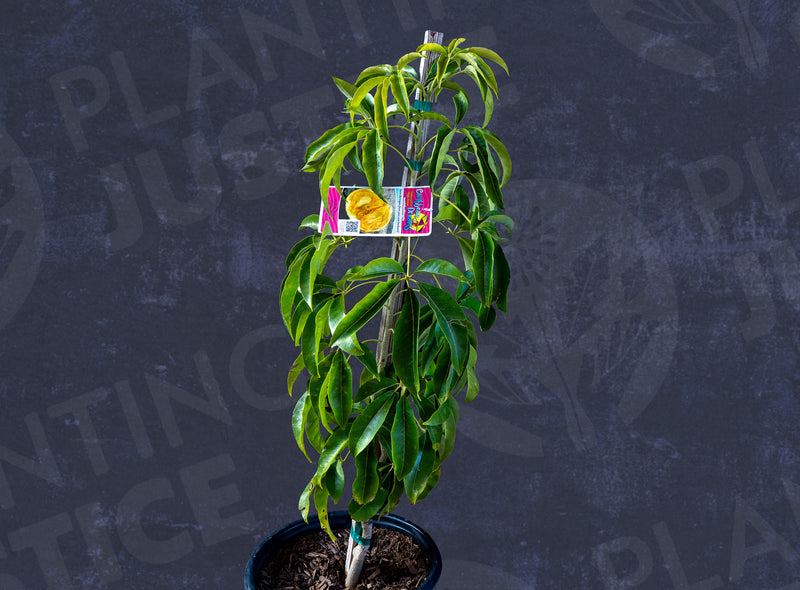 Load image into Gallery viewer, Suebelle White Sapote
