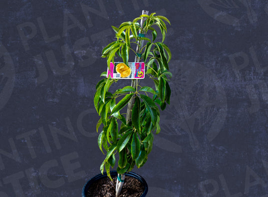 Suebelle White Sapote
