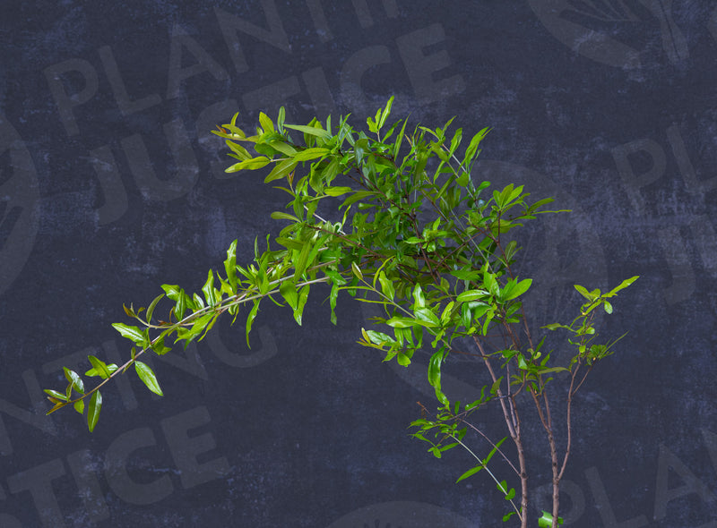 Load image into Gallery viewer, Cutting Wood of Pomegranate - Sumbar
