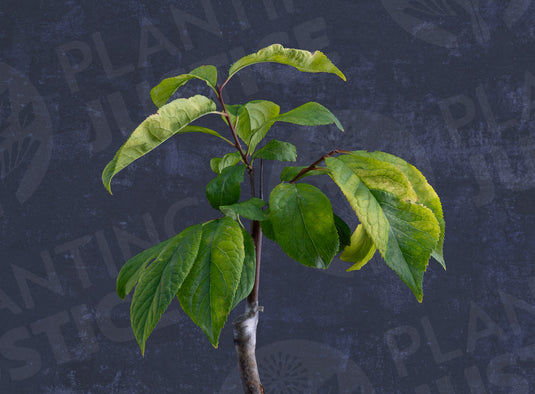 Superior Plum