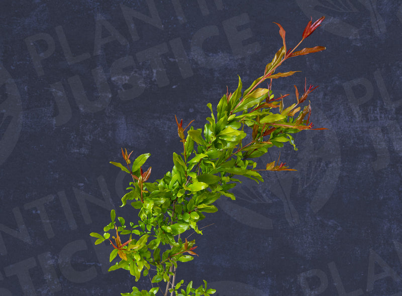 Load image into Gallery viewer, Surh-anor Pomegranate
