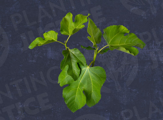 Sweet Joy Fig