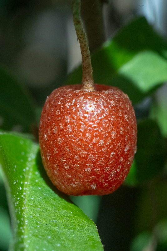 Sweet Scarlet Goumi