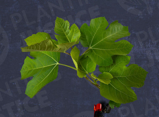 Tashkent Fig