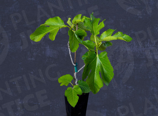 Tena Fig
