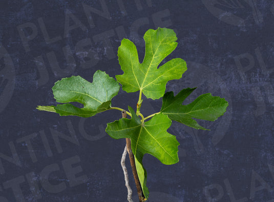 Texas Everbearing Fig