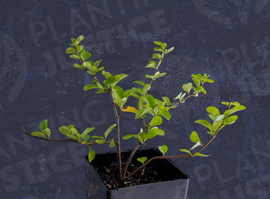 Texas Scarlet Flowering Quince