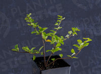 Texas Scarlet Flowering Quince