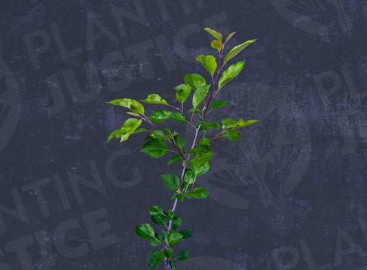 Transcendent Crabapple